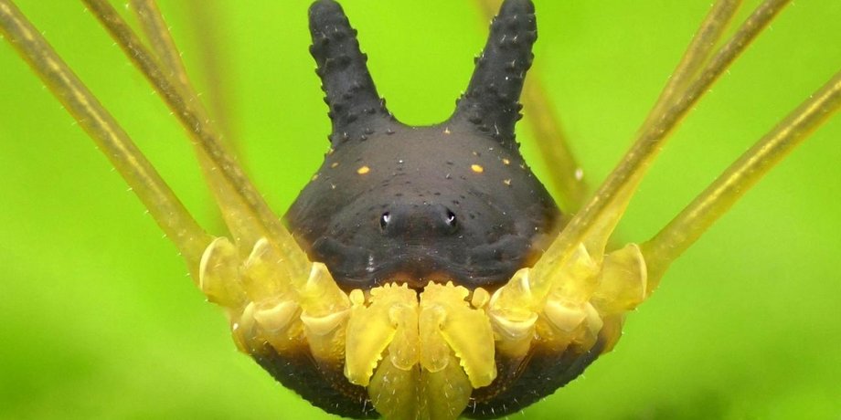 Арахнид Metagryne bicolumnata. Фото: Andreas Kay