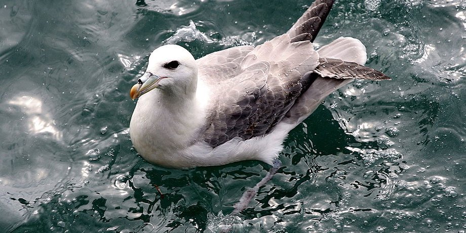 Fulmarus glacialis. Википедия