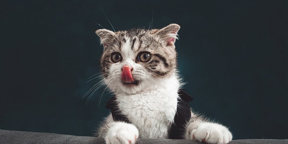 кошки помощь