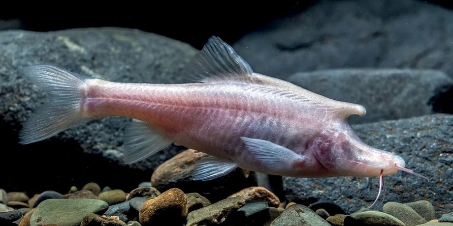 Sinocyclocheilus longicornus, риба, єдиноріг, Китай