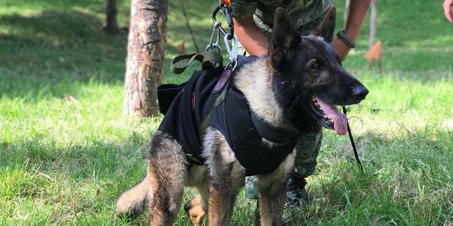 рятувальники в Туреччині, хто відправив рятувальників, землетрус у Туреччині, собака рятувальник, собака протео, собака загинула, мексиканські рятувальники