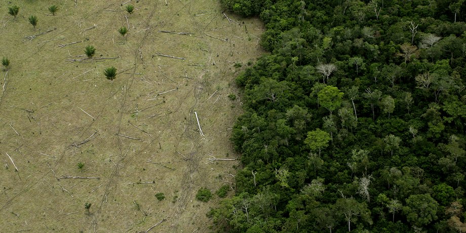 Фото: LeoFFreitas/Getty Images