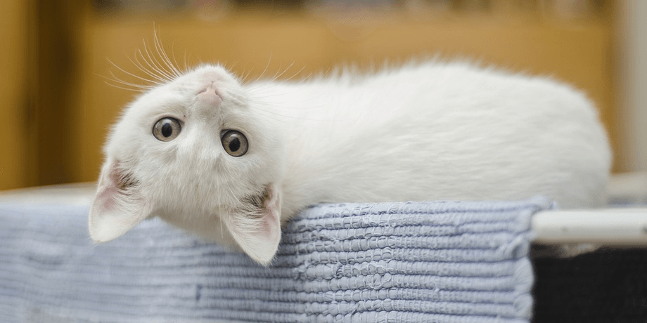 Кот, кошка, котенек, домашнее животное, питомец,