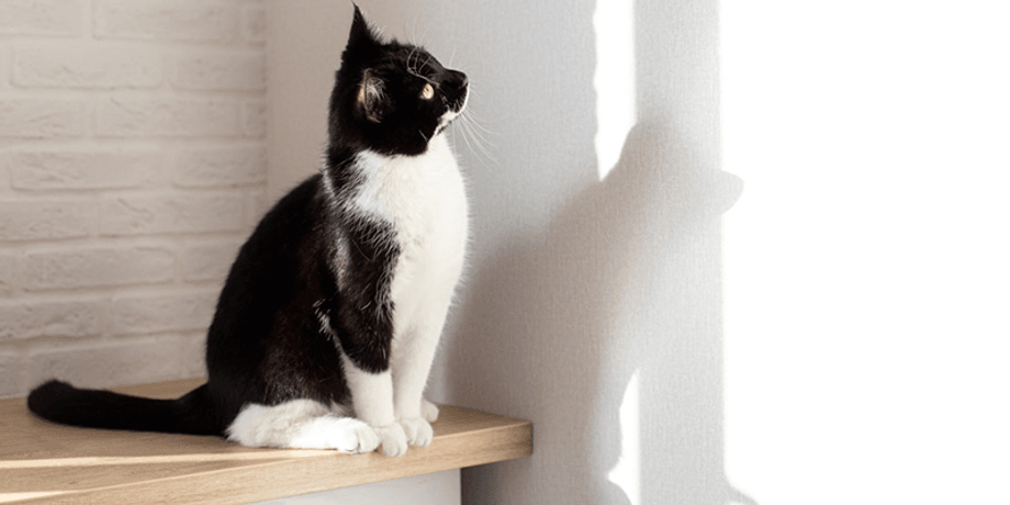 Кот, кошка, животное, кот и стена, замуровали кошку за стеной, услышала звуки, ремонт в доме, животное за стеной, разбила стену