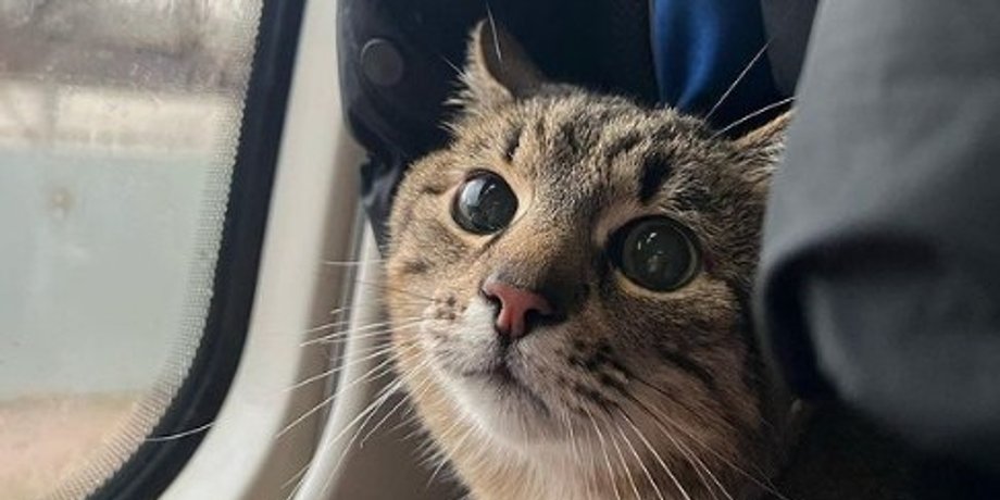 кот степан, куда пропал степан, кот степан инстаграм, кот степан харьков