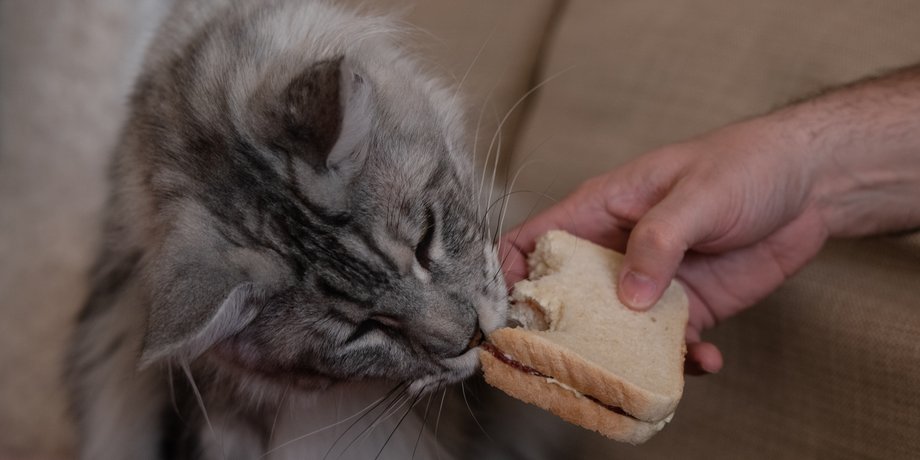 кошка, хлеб, домашние животные