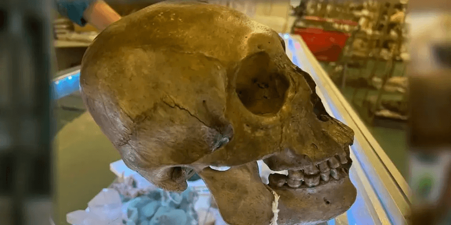Человеческий череп, нашли череп в магазине, антикварный магазин, выставка на Хэллоуин, череп американца, 75 лет черепу, жуткая находка