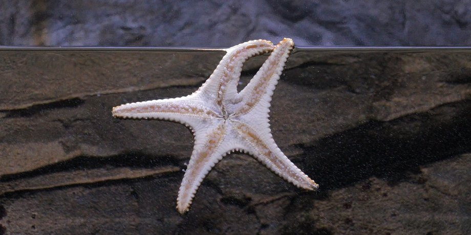ученые создали морского робота за считанные часы
