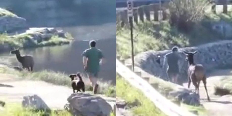 "Приюти меня": лось побежал за прохожим в парке, рассмешив сеть