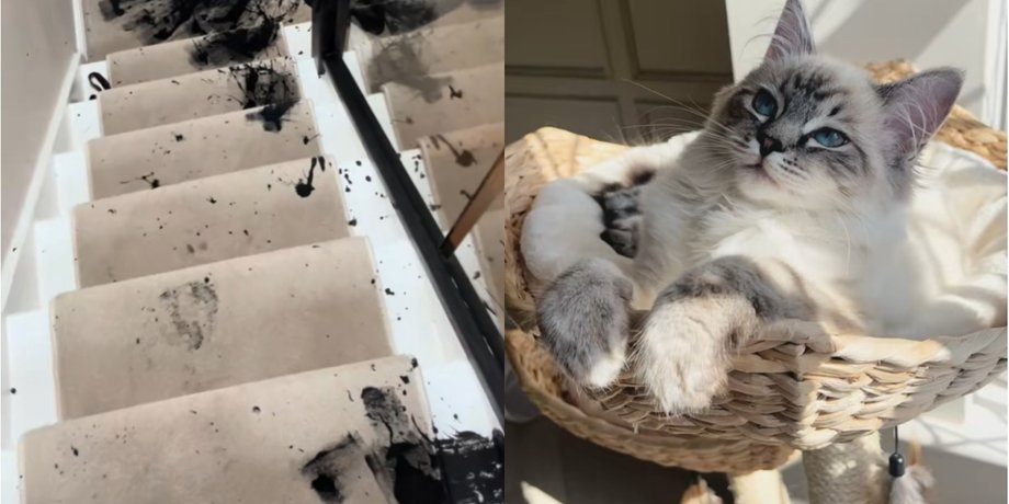 Кошка перевернула краску, кошка, кошка бегает по дому, ремонт в доме, сильный шум, кошка устроила погром, TikTok, домашние животные,