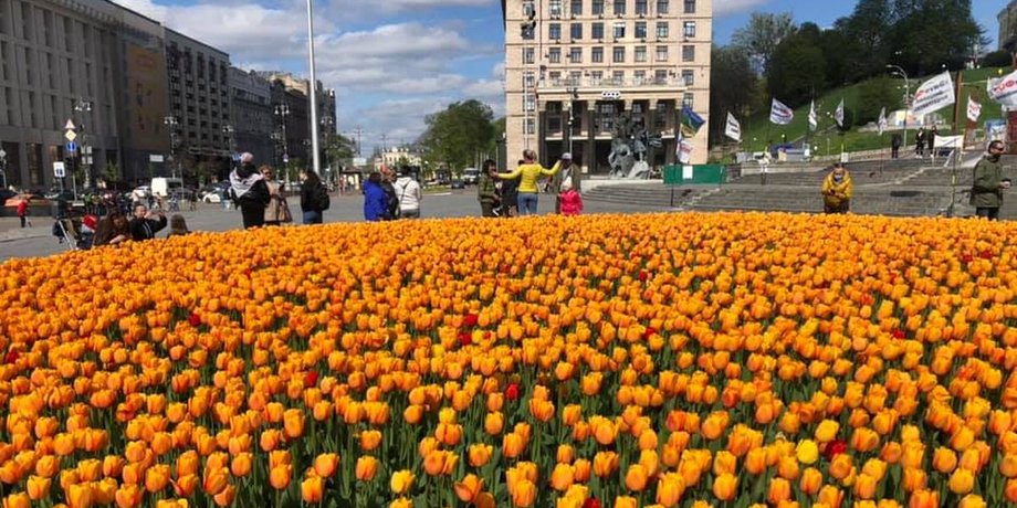Київ, квіти, тюльпани, Нідерланди, консульство, подарунок,