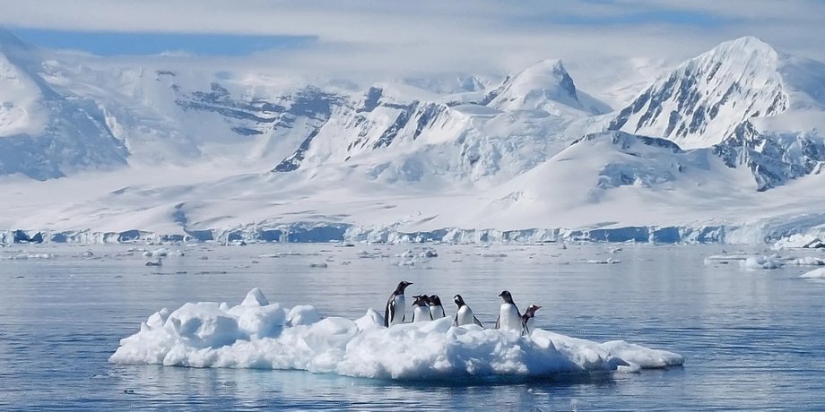 пінгвіни Аделі пінгвіни Антарктида