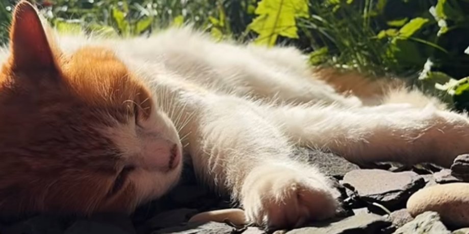 Кошка с ресницей, кошка, TikTok видео, кошка вернулась домой, британская кошка, кошка на улице, спор о кошках, кошка гуляет на улице