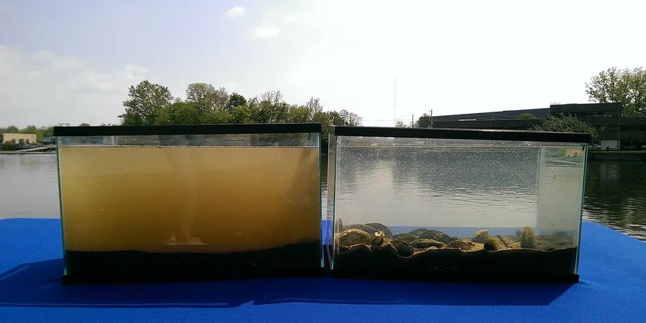 мідії, прісноводні мідії, мідії в прісній воді