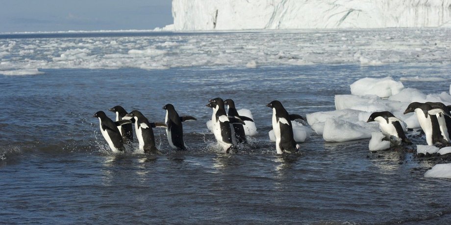 Пингвины в море Росса / Фото: oceanwide-expeditions.com