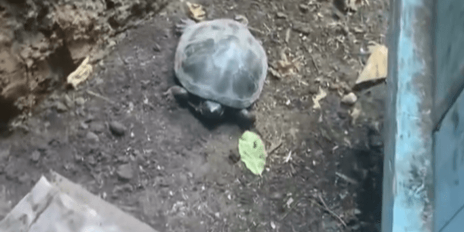 Повсякденне життя ЗСУ — до військових підповзла черепаха