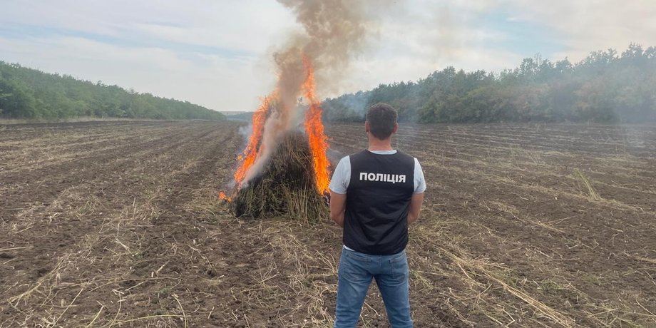 конопля, плантація коноплі, незаконне вирощування коноплі