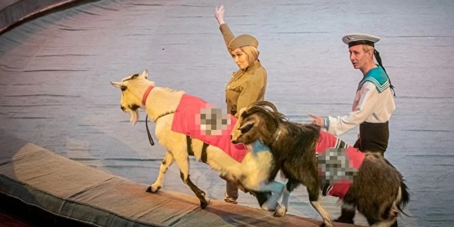 свастика, животные, цирк, удмуртия, россия