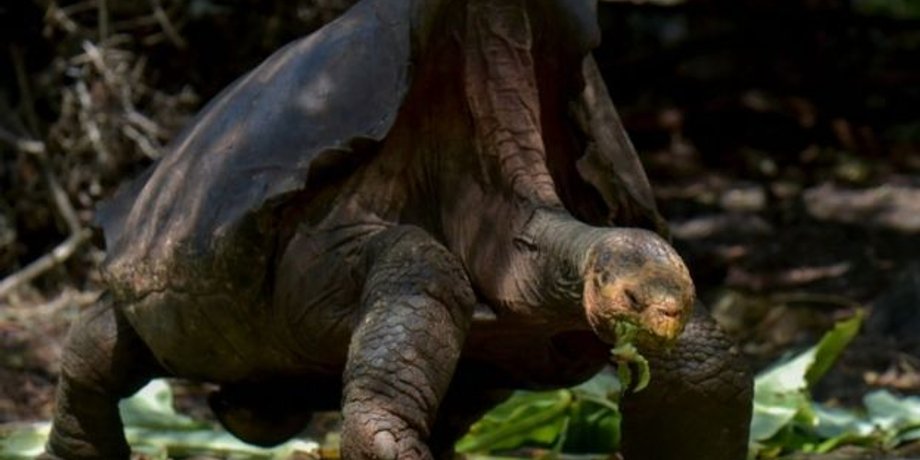 Фото: bbc