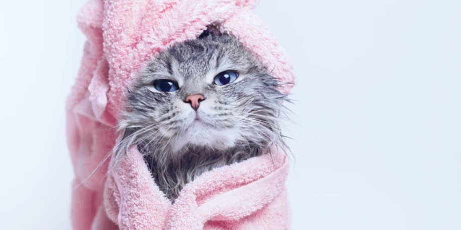 кошки, домашние животные, стресс