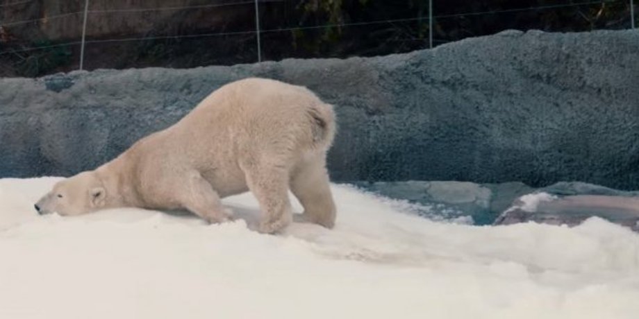 Скриншот видео