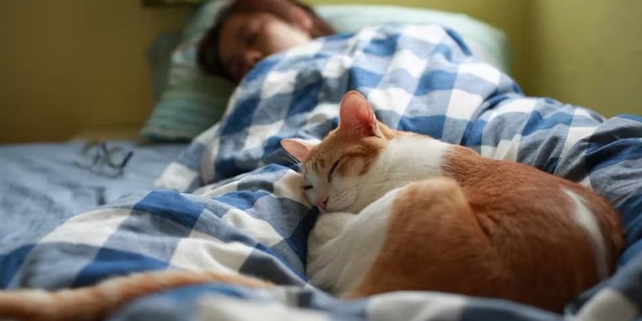 кошки, сон с кошками, люди и кошки сон