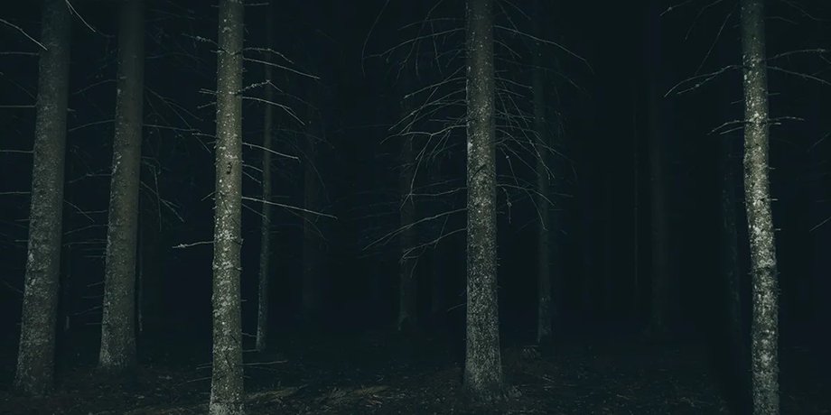 темный лес, лес
