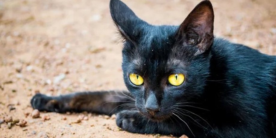 кошка