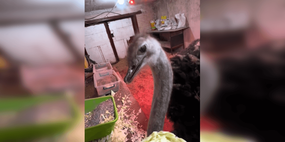 Страус у гаражі