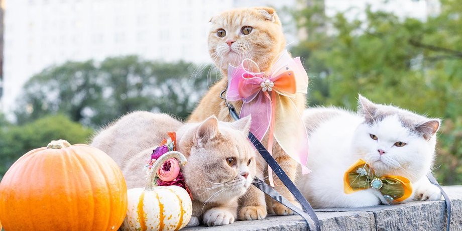 кошки