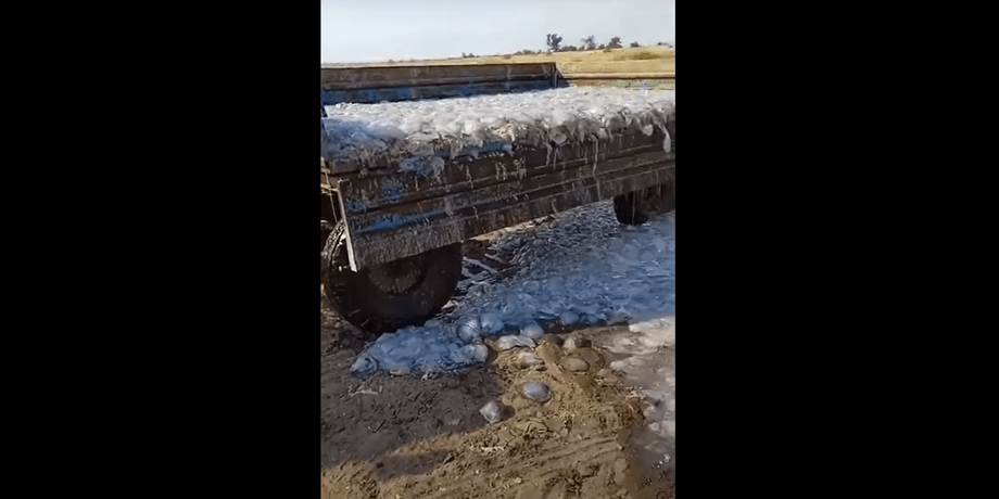 Прицеп с медузами, медузы в Кирилловке 2021