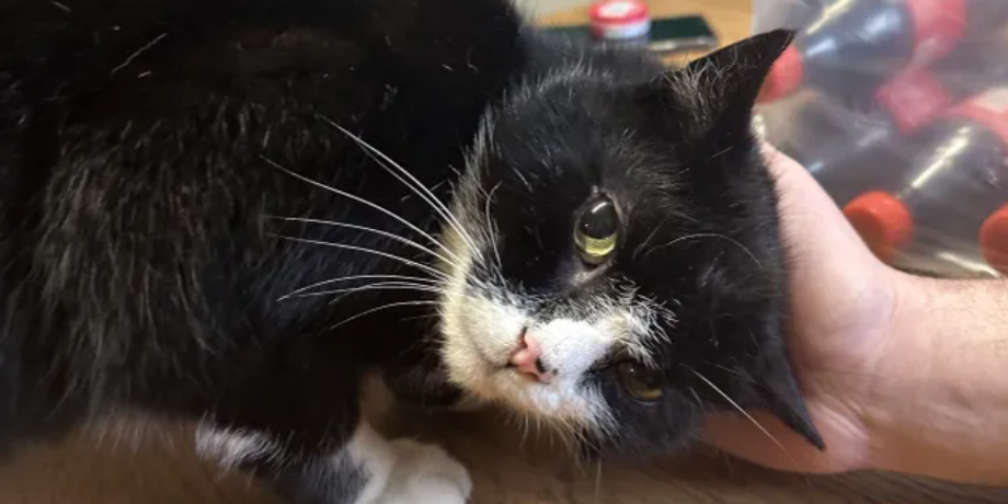 Кота нашли после 9 лет поисков, домашние животные, Люси Уоррингтон, Великобритания, невероятные истории из жизни, фото