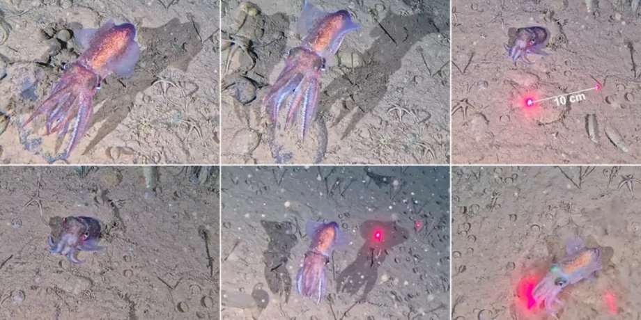Ученые обнаружили удивительное морское существо там, где его никогда не видели