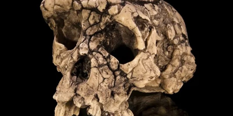 Sahelanthropus tchadensis