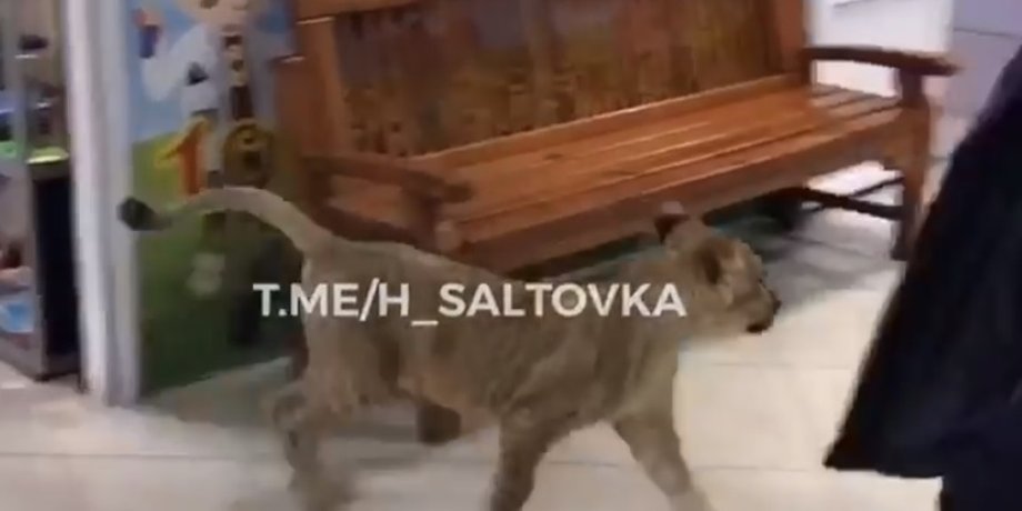 Скриншот