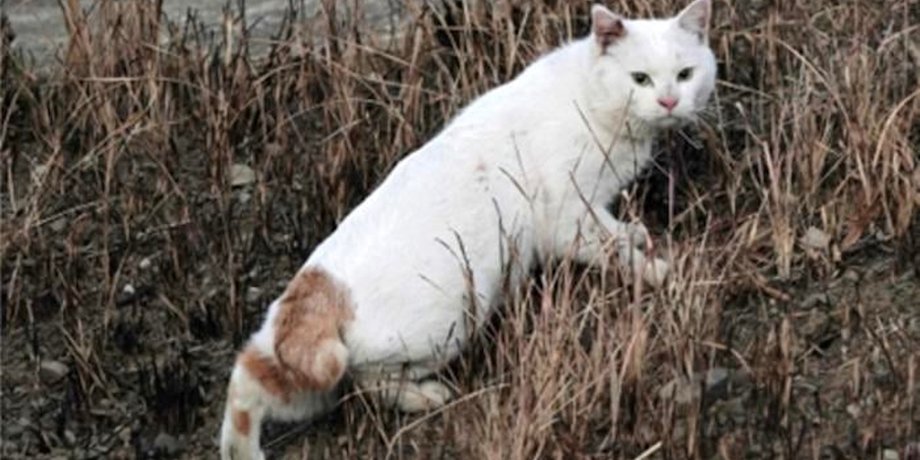 кішка з коротким хвостом