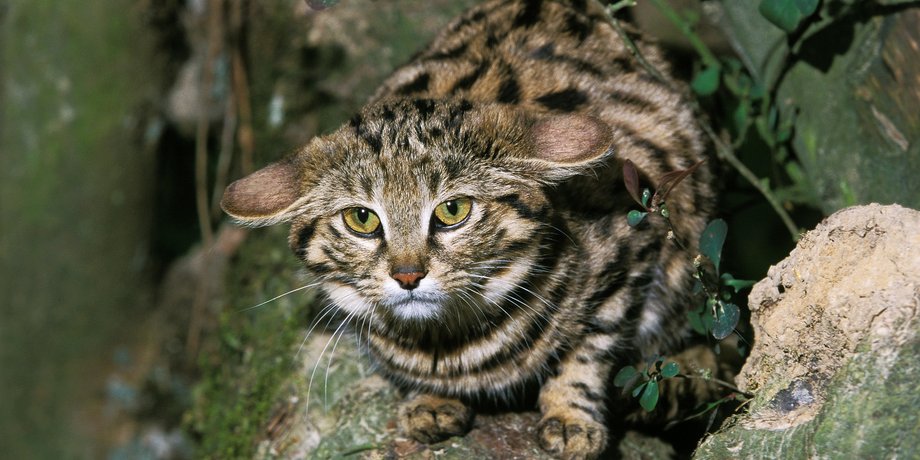 Черноногая кошка Felis nigripes