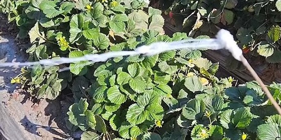 пауки, паутина, миграция пауков