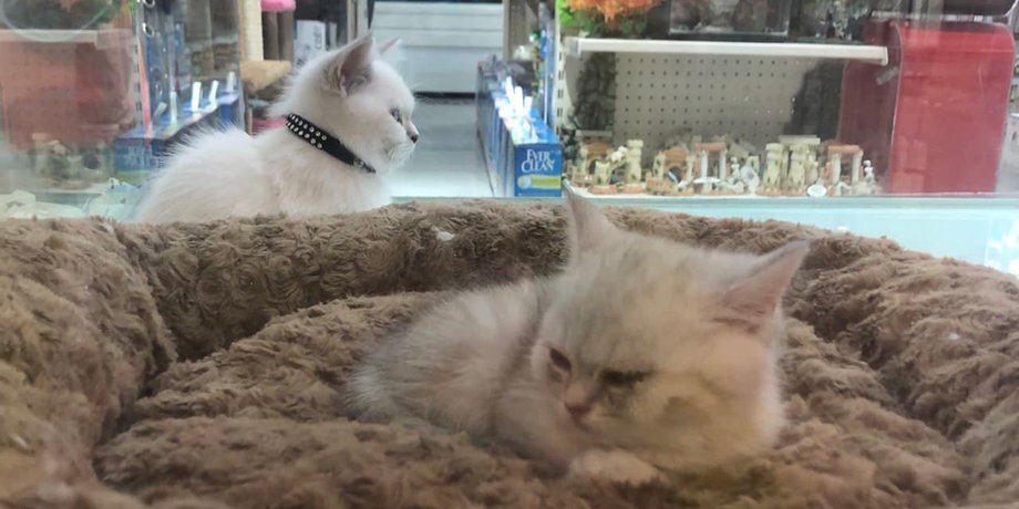 котята, зоомагазин