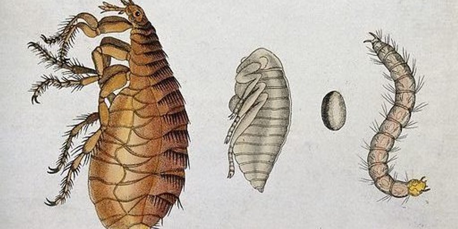Чорна Смерть, чума, хвороба, люди, паразити, блохи, бактерія, збудник, Yersinia pestis, Єрсінія, яйця, передача, зараження, вчені, дослідження, блохи, кров
