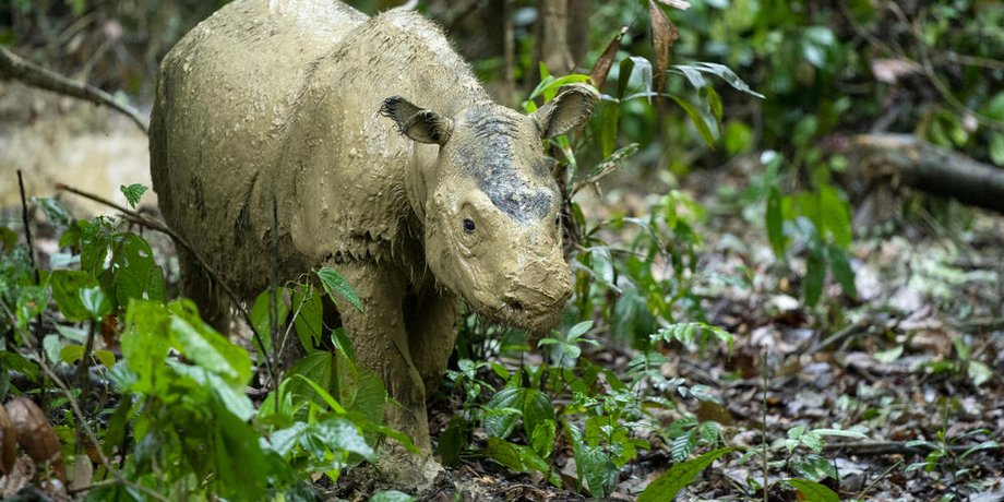 Фото: WWF