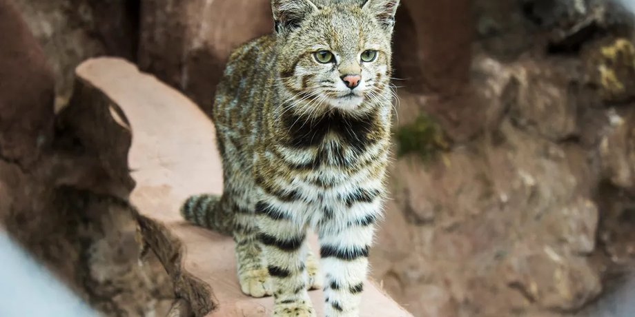 кошк анды