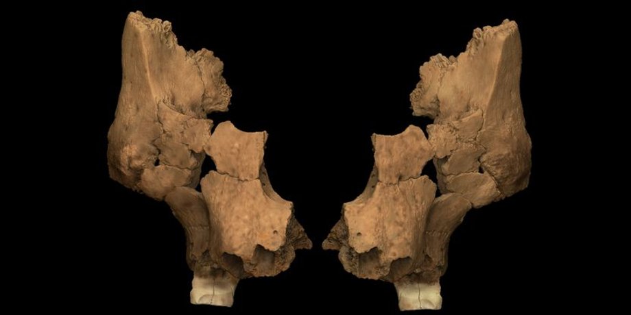 Homo erectus, Homo antecessor, гомініни, люди, Іспанія, останки, еволюція