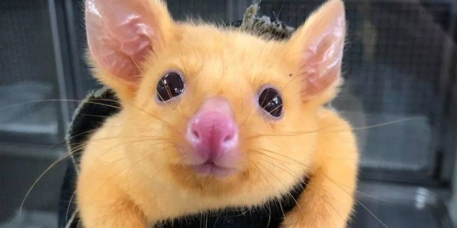 Boronia Veterinary Clinic And Animal Hospital, Facebook