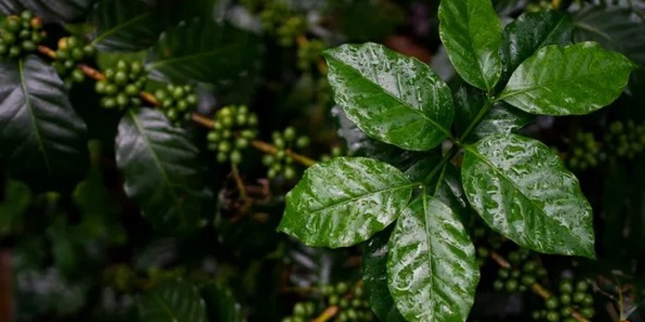 кава арабіка Coffea arabica