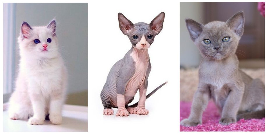 котята, породы кошек, коллаж