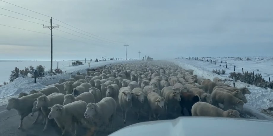 Овцы, Животные, США, Пробки, Авто, Автомобили, Юмор, Видео, Вайоминг, Ролик, Скотоводство