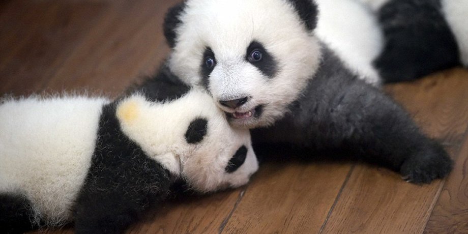 Фото: Xinhua/REX/Shutterstock