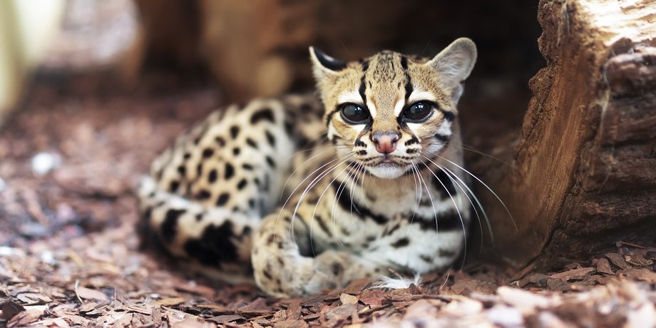 маргай, дикий кот, дикая кошка, дикие маленькие коты, самый маленький кот в мире