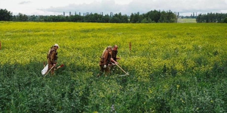 разминирование полей, мины в полях, саперы, поиск мин в поле, выращивание зерна после минирования, разминирование урожая